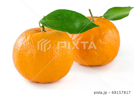 紀州産完熟ポンカン 68157817