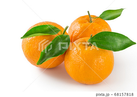 紀州産完熟ポンカン 68157818