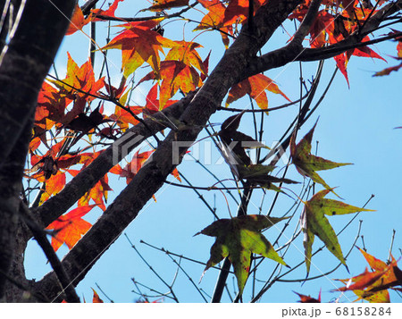 花 フラワー お花 68158284