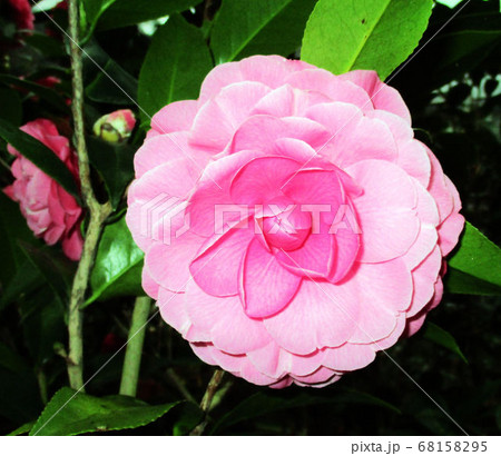 花 フラワー お花 68158295