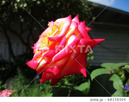 花 フラワー お花 68158304