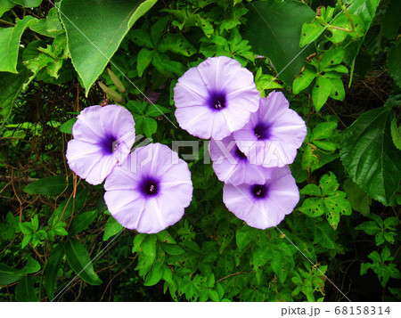花 フラワー お花 68158314
