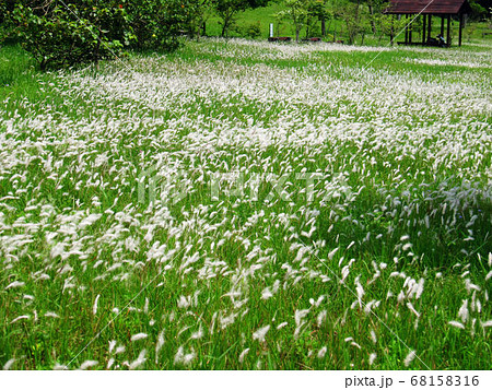 花 フラワー お花 68158316