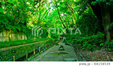 等々力渓谷の緑道 等々力渓谷の緑道 68158539