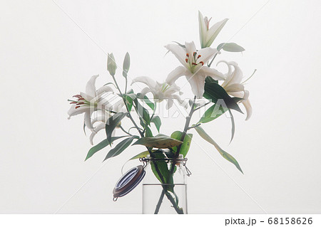 百合白 百合白 68158626