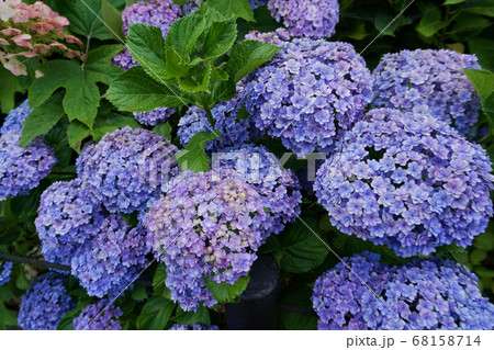 紫色のアジサイ 68158714