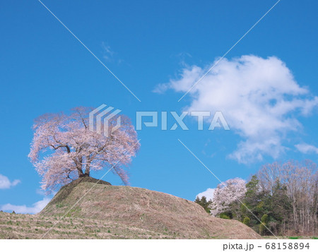 一本桜 - 平堂壇の桜 (2020年) 一本桜 - 平堂壇の桜 (2020年) 68158894