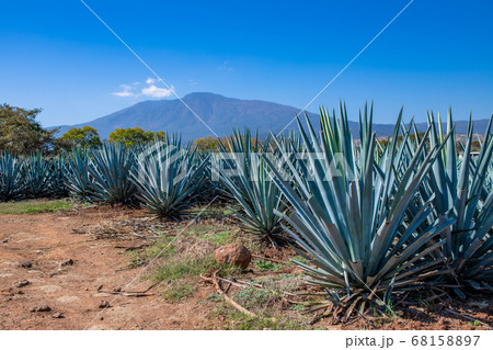 Blue Agave field in Tequila, Jalisco, Mexico Blue Agave field in Tequila, Jalisco, Mexico 68158897