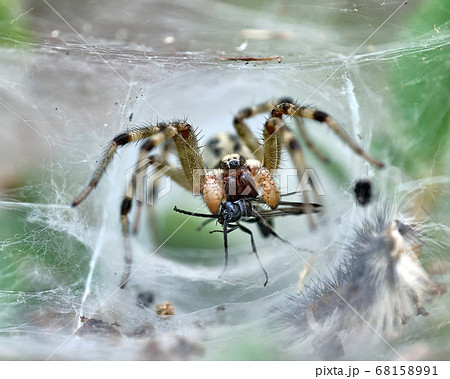 トンネル状の巣の中で虫に食いつくクサグモの写真素材