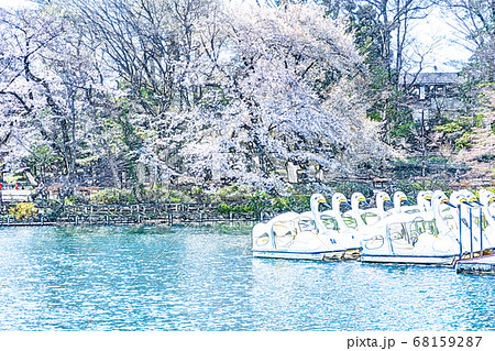 春爛漫 桜満開の池のスワンボート 色鉛筆 のイラスト素材