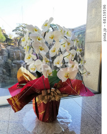 窓際に飾られたきれいな白い花 窓際に飾られたきれいな白い花 68159596