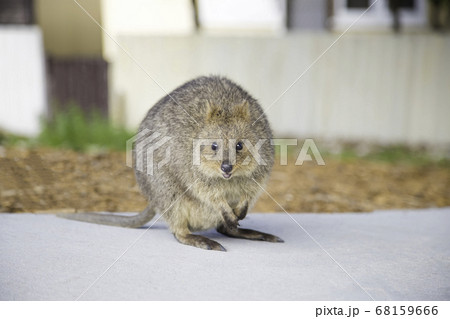 少し丸めの世界一幸せな動物のクォッカがロットネスト島で笑顔でお出迎え 68159666