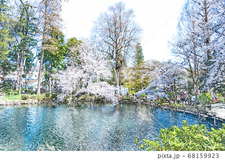 春爛漫 桜満開の池 色鉛筆 のイラスト素材