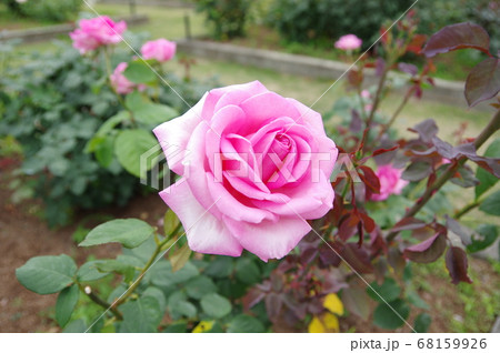 バラ園に咲く一輪のバラの花の写真素材