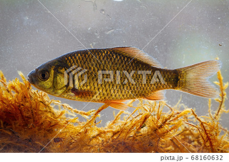 crucian carp swimming underwater among water vegetation from side view crucian carp swimming underwater among water vegetation from side view 68160632