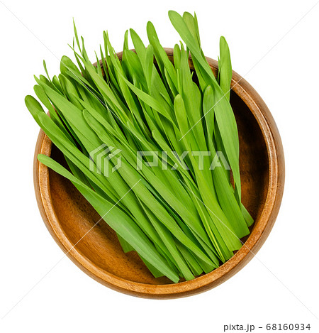 Barley sprouts in a wooden bowl. Microgreen, green shoots and seedlings of Hordeum vulgare. Major cereal grain, used as animal fodder, for beer and in health foods. Close-up, from above, food photo. 68160934