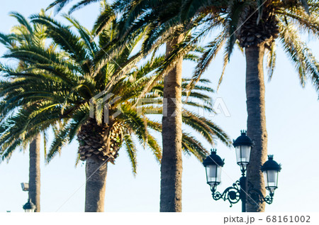 beautiful spreading palm tree, exotic plants beautiful spreading palm tree, exotic plants 68161002