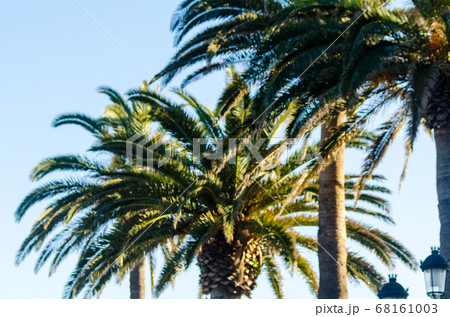 beautiful spreading palm tree, exotic plants 68161003