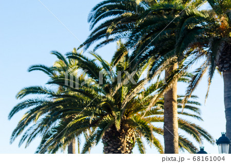 beautiful spreading palm tree, exotic plants 68161004