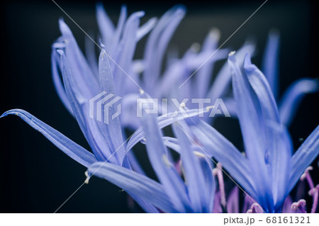 Abstract macro photography of the petals of the Abstract macro photography of the petals of the 68161321