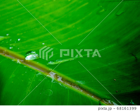 Water droplets on the banana leaf Water droplets on the banana leaf 68161399