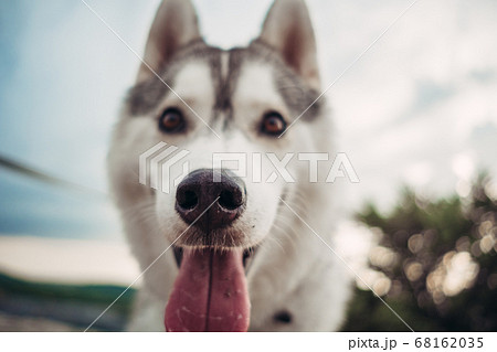 dog grey and white husky in the mountains at dog grey and white husky in the mountains at 68162035