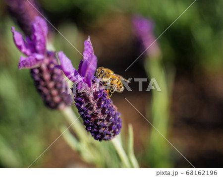 花 フラワー お花 68162196