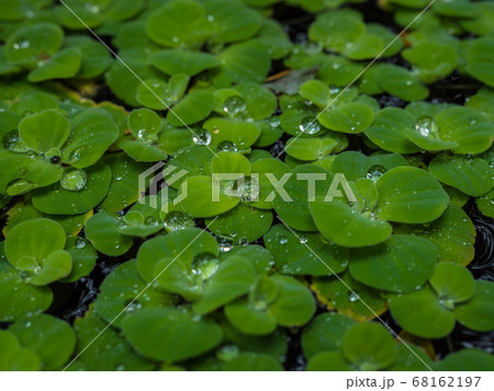 浮き草 アオウキクサ 植物 68162197