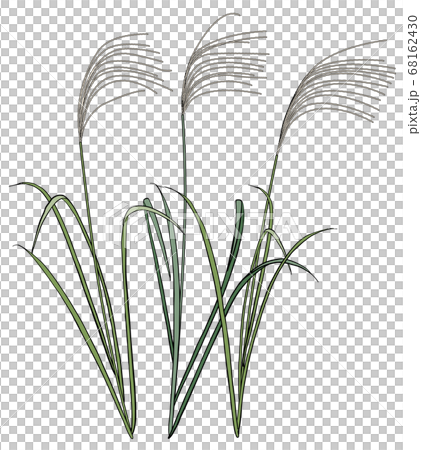 秋の七草　ススキ　イラスト 68162430