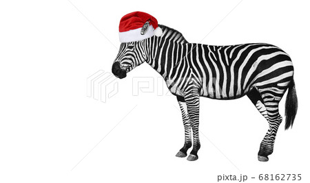 Young beautiful zebra isolated on white Young beautiful zebra isolated on white 68162735