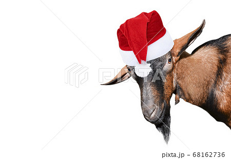Goat portrait close up. Goat portrait close up. 68162736