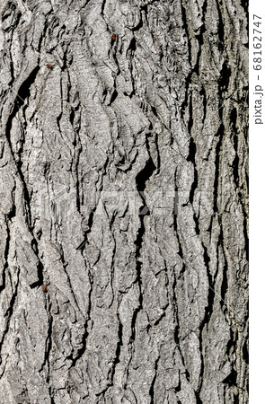 Tree bark texture. Grey old oak tree close up. 68162747