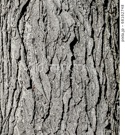 Tree bark texture. Grey old oak tree close up. 68162748