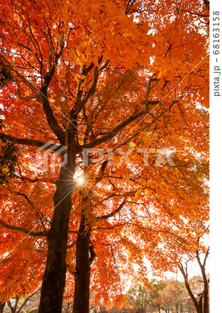 下から見上げた紅葉した樹 68163158