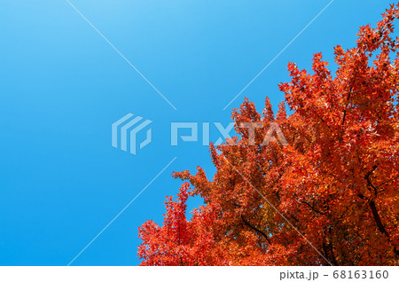 紅葉と青空 68163160