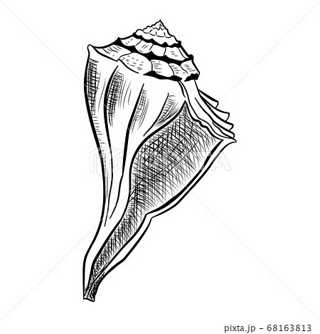 Angular murex seashell hand drawn illustration Angular murex seashell hand drawn illustration 68163813