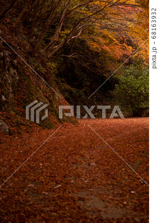 落葉した道 落葉した道 68163932