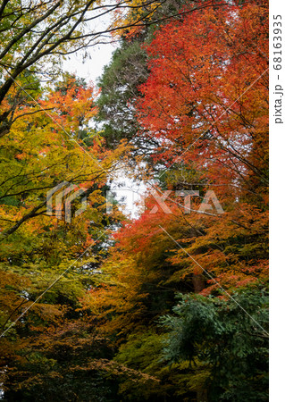 紅葉した樹々 紅葉した樹々 68163935