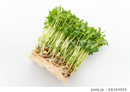 豆苗 68164094