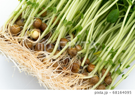 豆苗 68164095