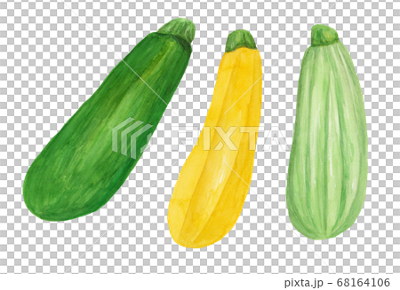 ズッキーニ 水彩画 のイラスト素材