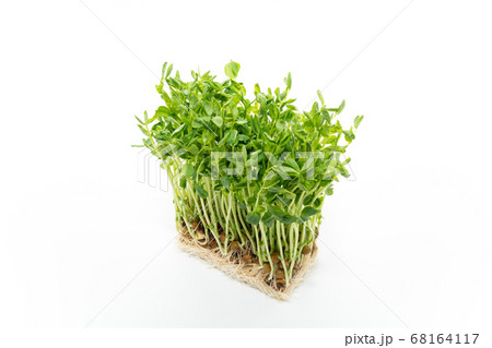 豆苗 68164117