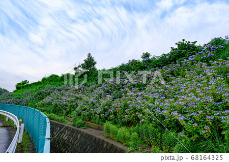 満開の紫陽花 大熊川あじさい緑道 満開の紫陽花 大熊川あじさい緑道 68164325