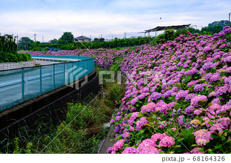 満開の紫陽花 大熊川あじさい緑道 満開の紫陽花 大熊川あじさい緑道 68164326