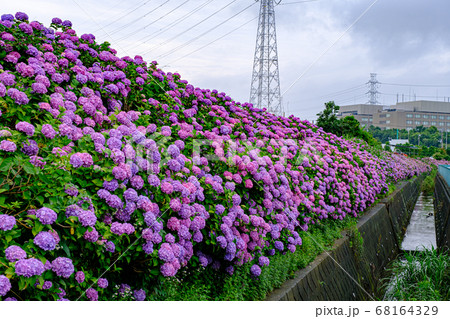 満開の紫陽花 大熊川あじさい緑道 満開の紫陽花 大熊川あじさい緑道 68164329