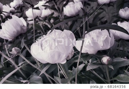 Beautiful white peony flowers among green leaves Beautiful white peony flowers among green leaves 68164356