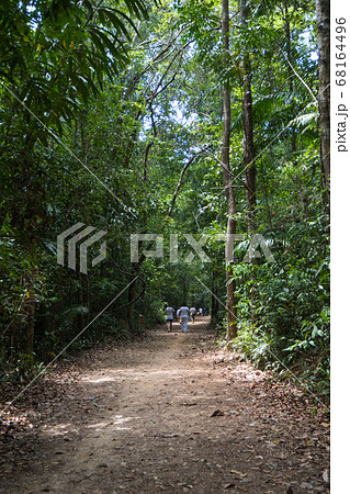 Rainforest in a natural area at Emerald Pool, east of Krabi in southern Thailand. Rainforest in a natural area at Emerald Pool, east of Krabi in southern Thailand. 68164496