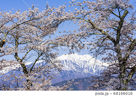 【長野県】残雪の北アルプスと桜　大町市 68166016