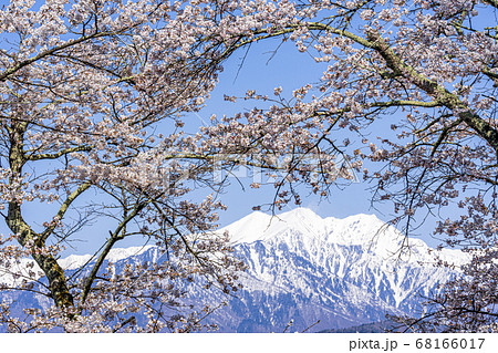 【長野県】残雪の北アルプスと桜　大町市 68166017