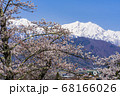【長野県】残雪の北アルプスと桜　大町市 68166026